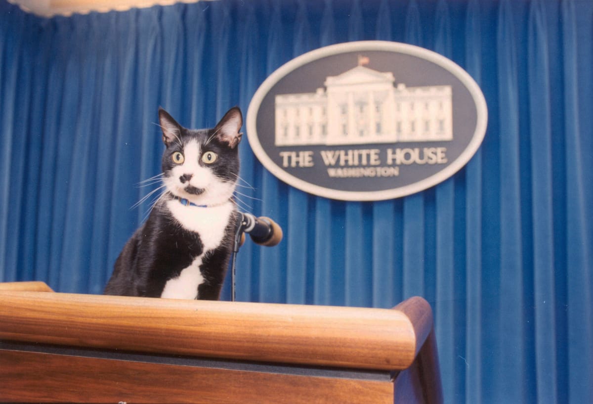 Socks, President Bill Clinton's cat, standing at the podium in the White House Press Room. 