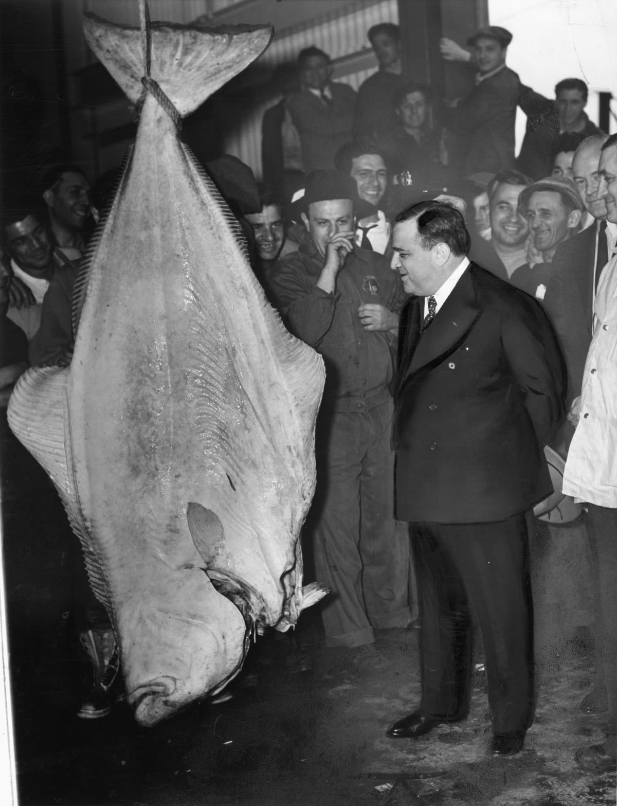 New York City Mayor Fiorello La Guardia looks at a large halibut