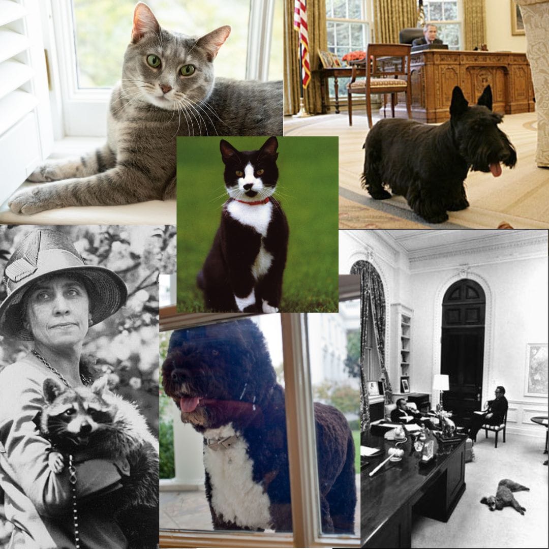 Six photos of presidential pets. 